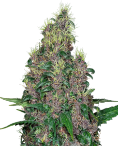 A Mandarine Jam está entusiasmada em apresentar sua nova linha de produtos à base de cannabis, marcando uma evolução emocionante em nossa jornada de inovação na indústria alimentícia. Combinando nossa reputação consolidada na produção de alimentos de alta qualidade com os benefícios terapêuticos da cannabis, estamos comprometidos em oferecer uma experiência única aos consumidores que valorizam tanto o sabor quanto os benefícios para a saúde. Nossa linha de produtos abrange uma ampla variedade de opções, desde geleias e compotas até snacks e bebidas infundidas com cannabis. Cada item é meticulosamente formulado por nossa equipe de especialistas, em colaboração com chefs experientes e consultores da indústria de cannabis, garantindo uma combinação perfeita entre sabor excepcional e efeitos terapêuticos. Nosso compromisso com a qualidade e a segurança é inabalável. Utilizamos apenas ingredientes da mais alta qualidade, cultivados de forma sustentável e sem pesticidas, e aderimos aos mais rigorosos padrões de produção e controle de qualidade. Nossa equipe de especialistas em cannabis trabalha diligentemente para garantir que todos os produtos atendam aos mais altos padrões de pureza e potência. Estamos dedicados a fornecer uma ampla gama de opções para atender às necessidades e preferências de todos os consumidores, desde aqueles que buscam alívio da dor e dores até aqueles que desejam experimentar os efeitos relaxantes da cannabis de forma segura e controlada. Estamos comprometidos em educar e capacitar nossos clientes, fornecendo informações transparentes sobre os benefícios e os riscos associados ao uso da cannabis. Na Mandarine Jam, estamos empolgados em fazer parte desse novo capítulo emocionante na interseção entre alimentos e cannabis. Estamos ansiosos para compartilhar nossa paixão e nossos produtos com o mundo, oferecendo uma experiência única que é verdadeiramente incomparável.